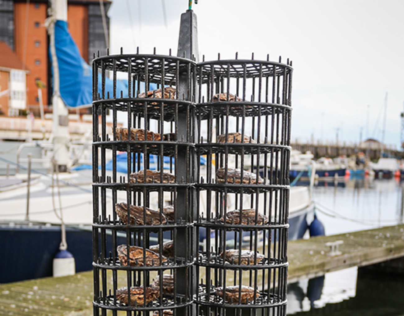 Using Oysters to Save our Seas Living North